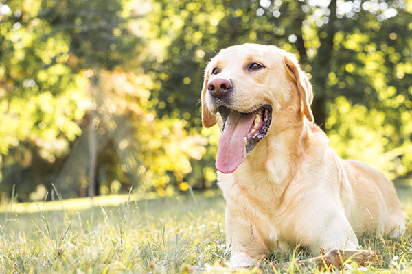 TPLO surgery in Denver TPLO surgery in Denver